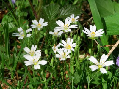 20150424Stellaria_holostea1