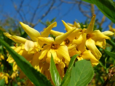 20150424Forsythia_x_intermedia1