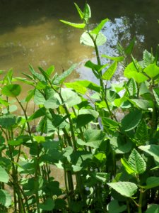 20150424Reynoutria_japonica2