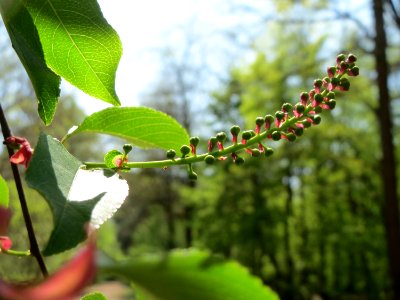 20150424Prunus_serotina2