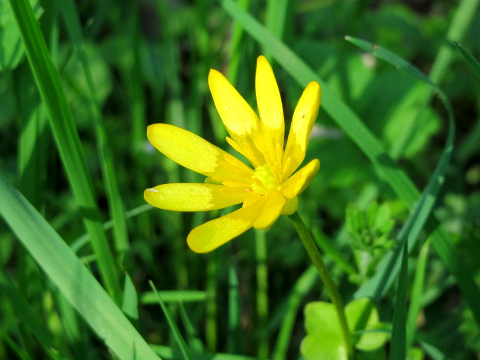 20150424Ficaria_verna