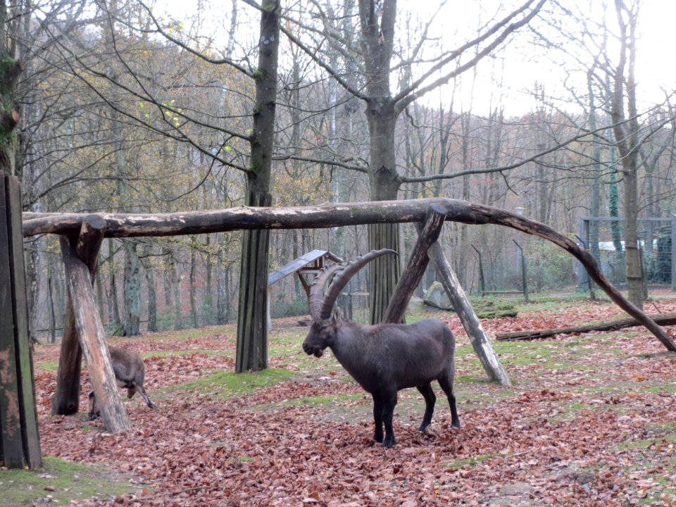 20151118Wildpark_Saarbruecken03