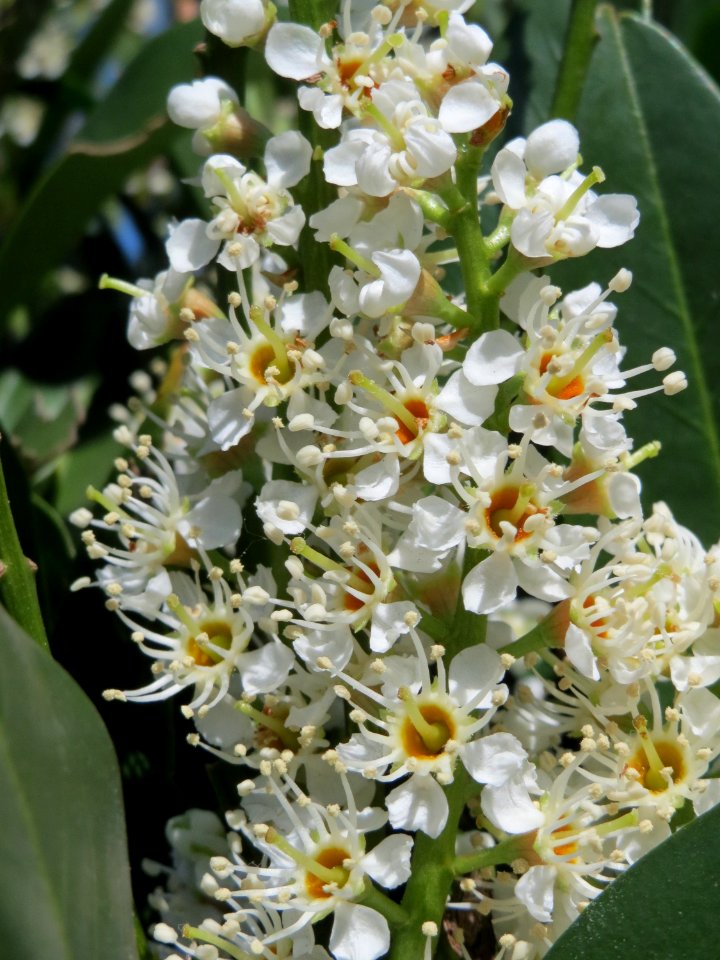 20150424Prunus_laurocerasus1