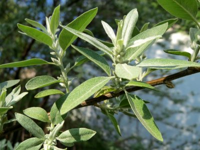 20150424Elaeagnus_angustifolia2