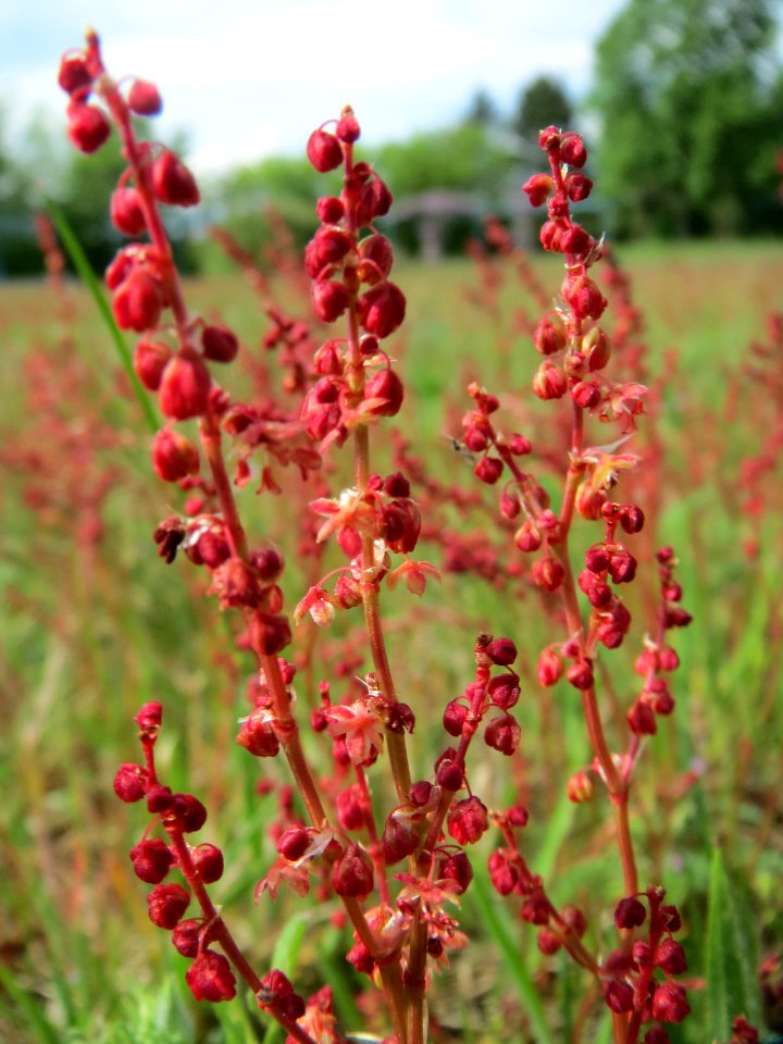 20150426Rumex_acetosella