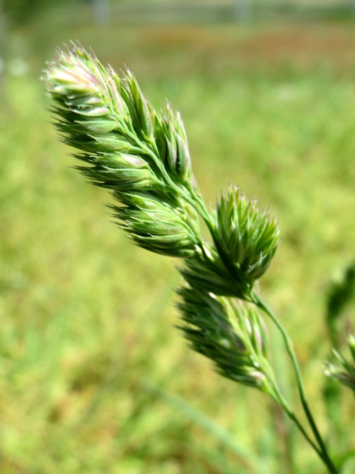 20150424Dactylis_glomerata2