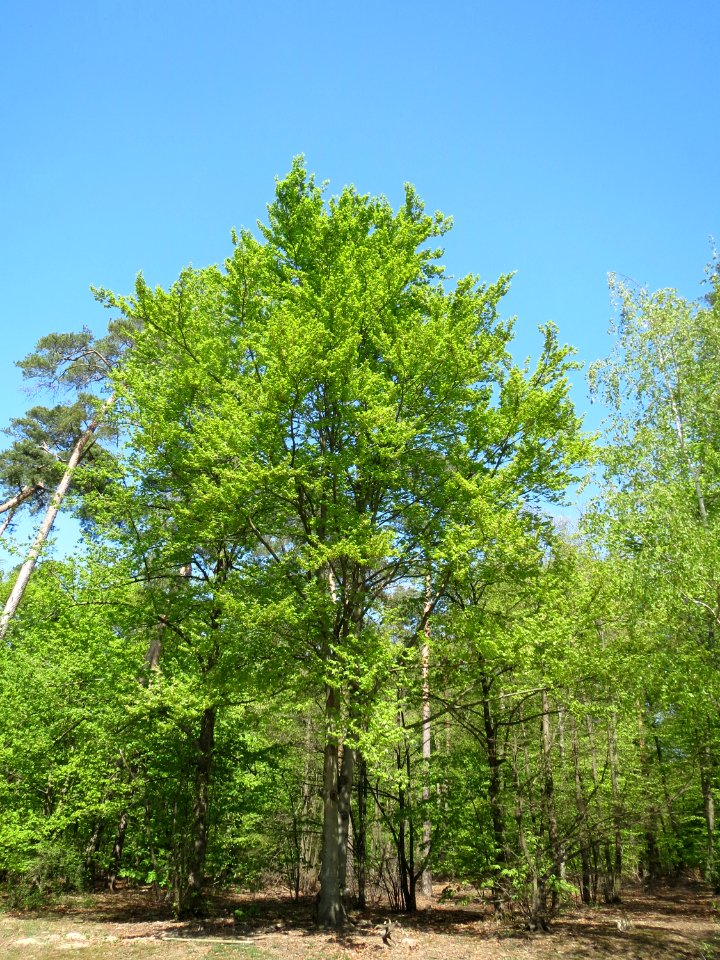20150424Fagus_sylvatica1
