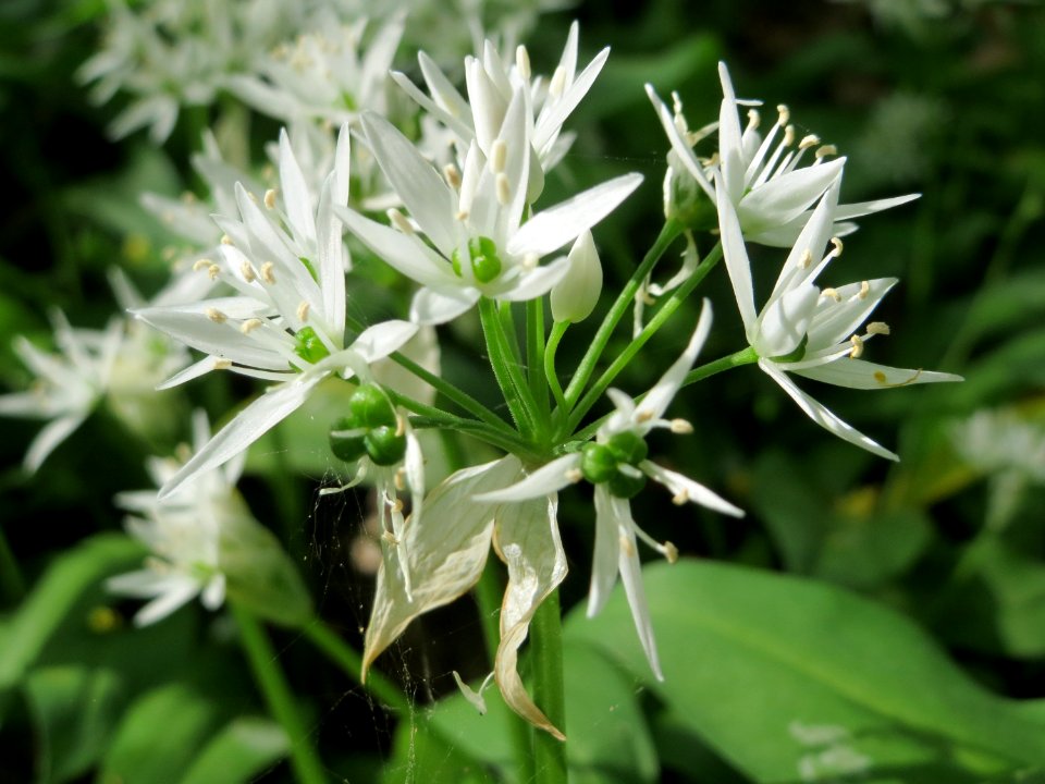 20150426Allium_ursinum2