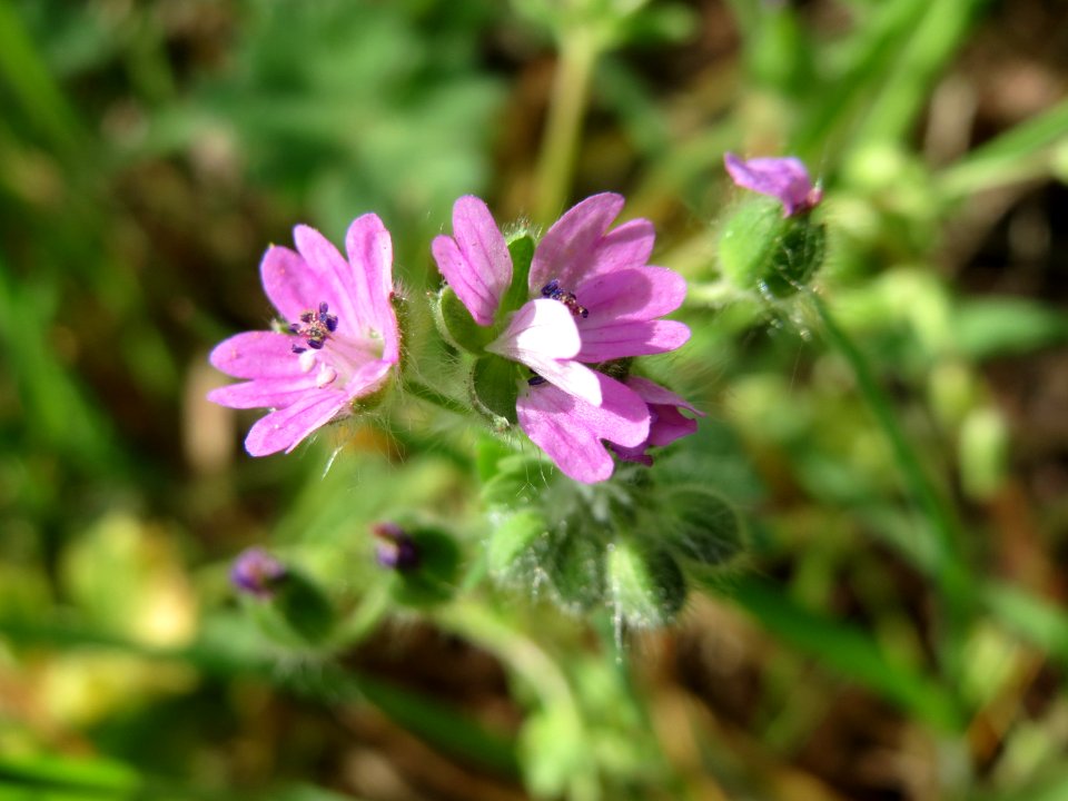 20150426Geranium_molle