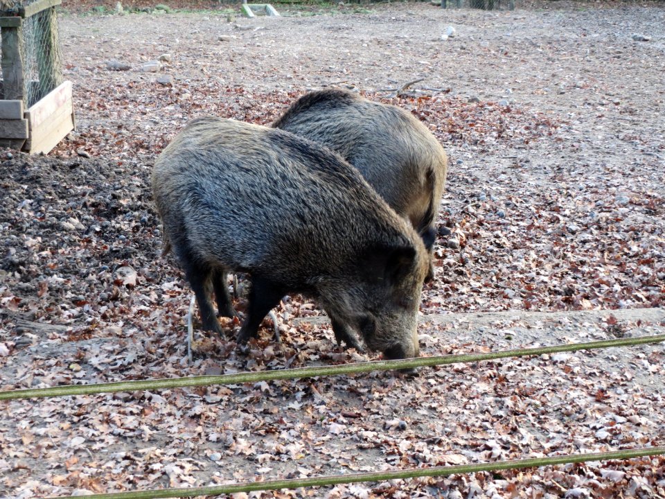 20151118Sus_scrofa2