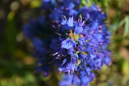 Flowers spring spring flowers