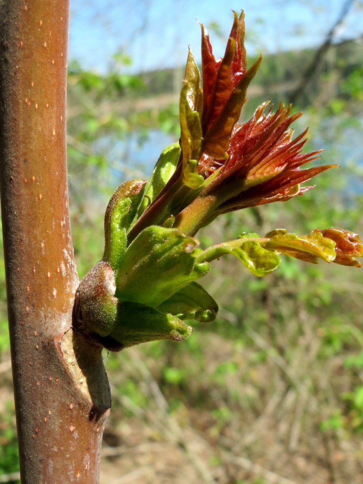 20150424Ailanthus_altissima1