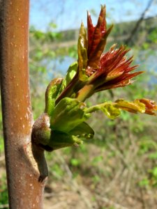 20150424Ailanthus_altissima1