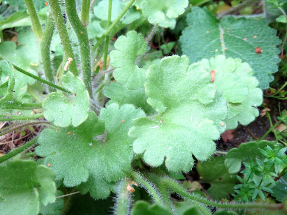 20150426Saxifraga_granulata7