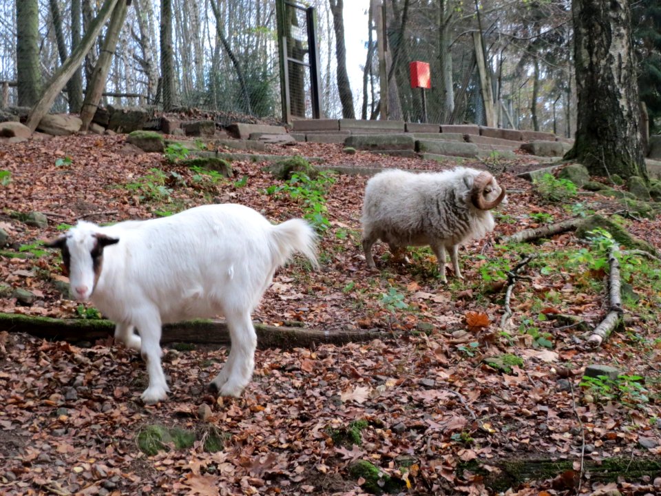 20151118Wildpark_Saarbruecken12
