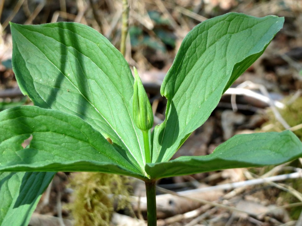 20150421Paris_quadrifolia01
