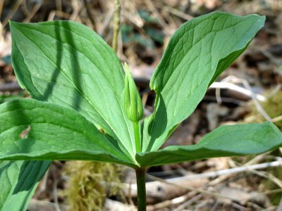 20150421Paris_quadrifolia01