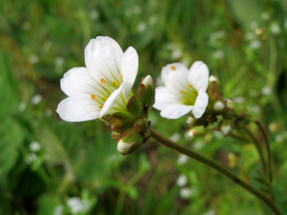 20150426Saxifraga_granulata2