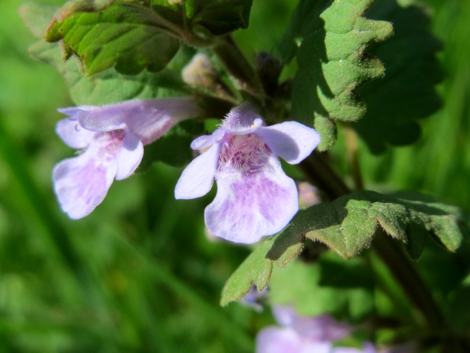 20150421Glechoma_hederacea2