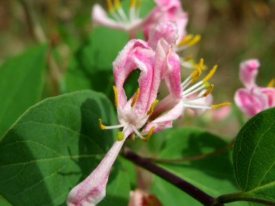 20150426Lonicera_tatarica2