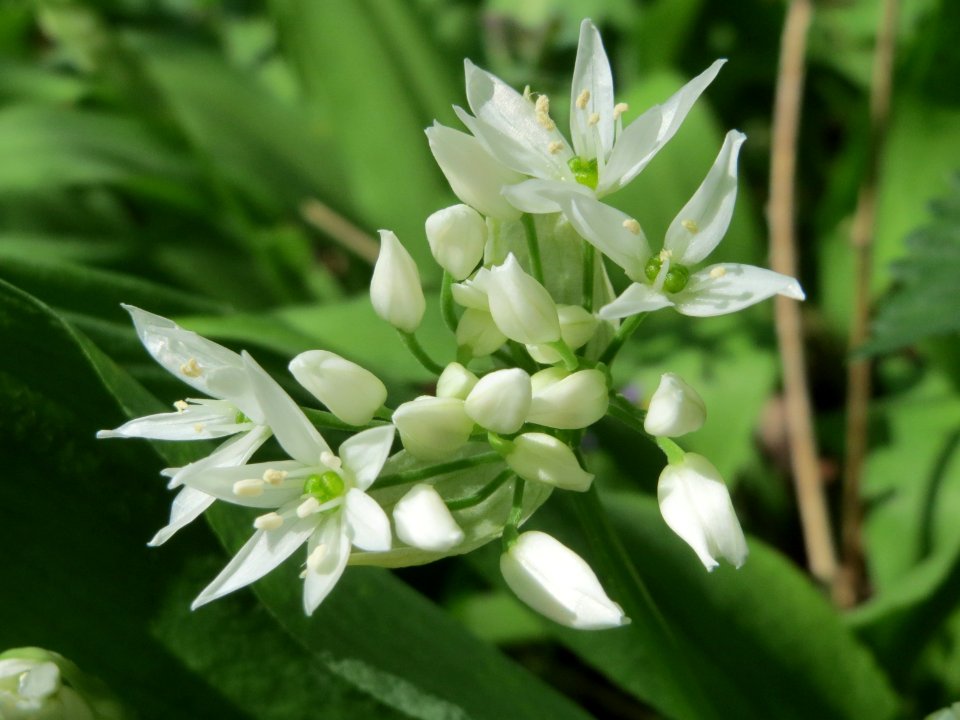 20150421Allium_ursinum2