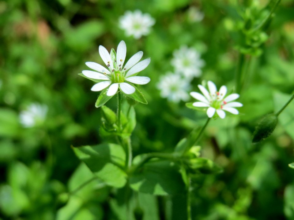 20150424Stellaria_nemorum1