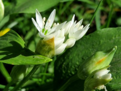 20150421Allium_ursinum1