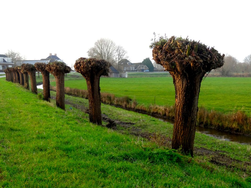 20151217_knotwilgen_Kamperzeedijk