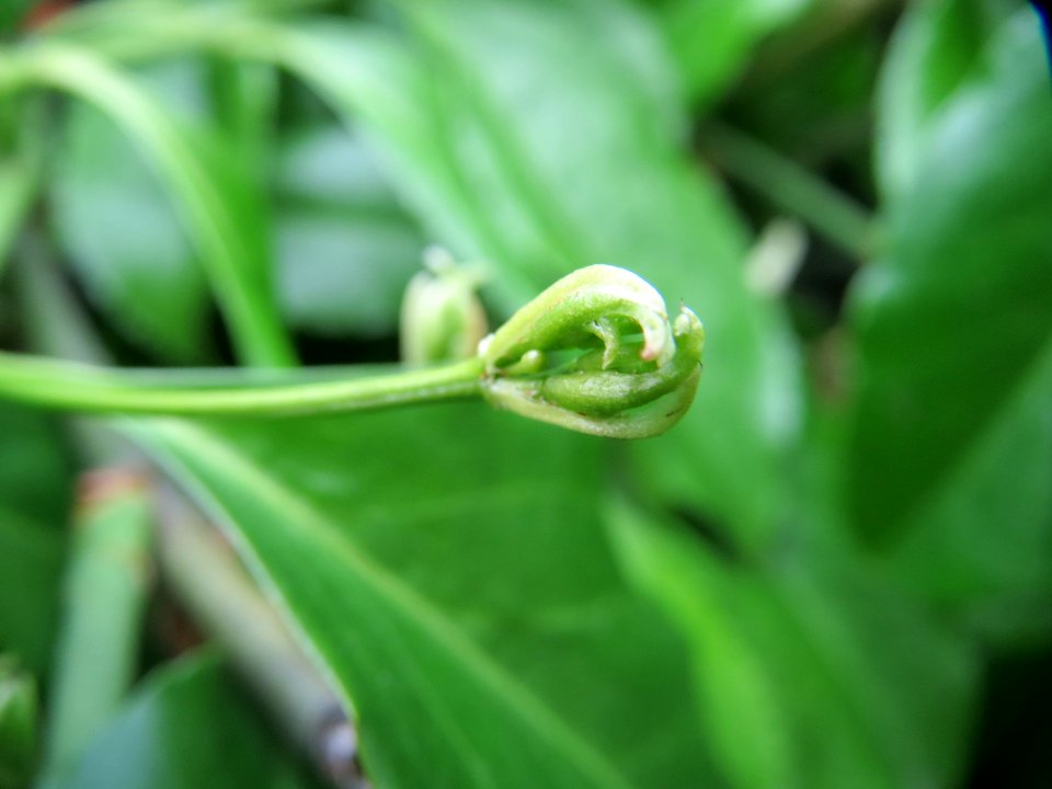 20150427Euonymus_japonicus2