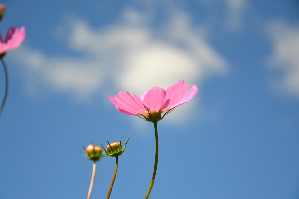 Cosmos garden flower nature