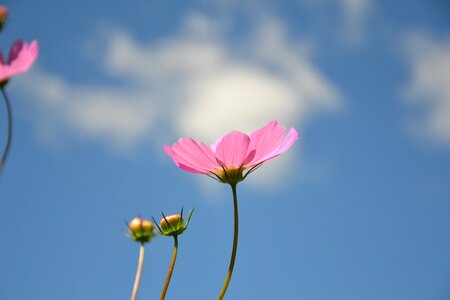 Cosmos garden flower nature