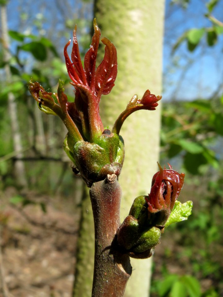 20150424Ailanthus_altissima5