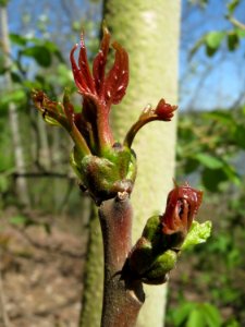 20150424Ailanthus_altissima5