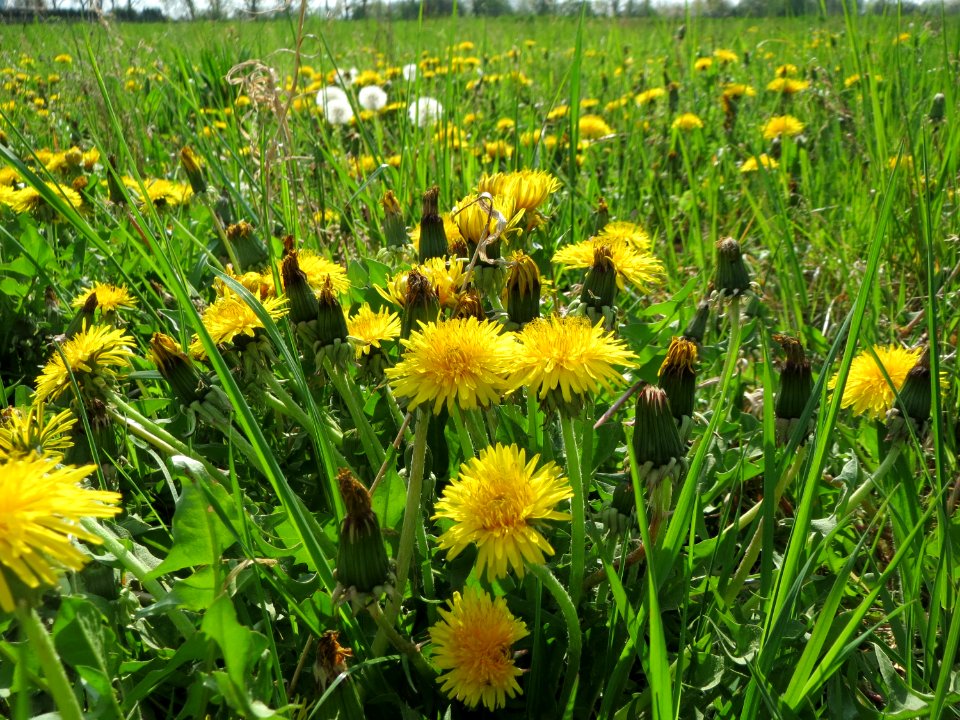 20150423Taraxacum_sect_Ruderalia1