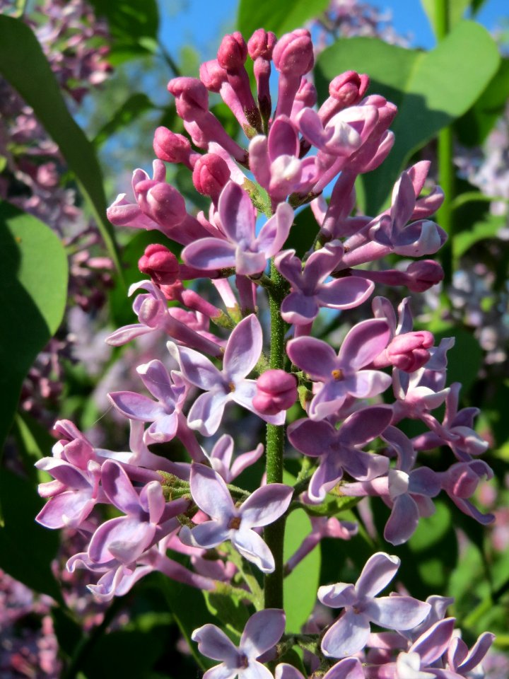 20150423Syringa_vulgaris2
