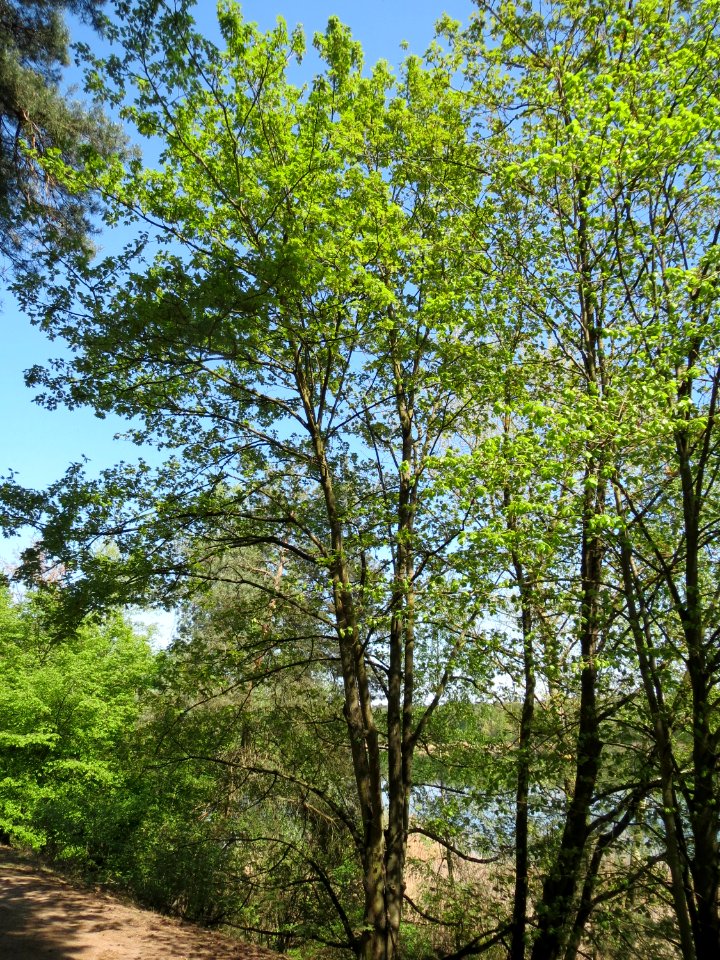 20150424Acer_pseudoplatanus1
