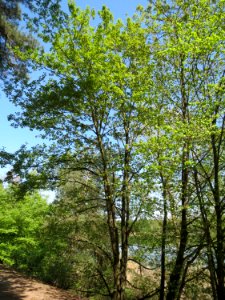 20150424Acer_pseudoplatanus1