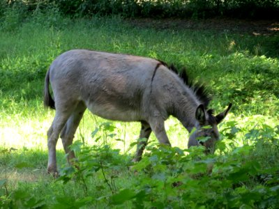20150603Esel_Hockenheim2
