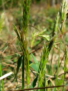 20150424Anthoxanthum_odoratum4