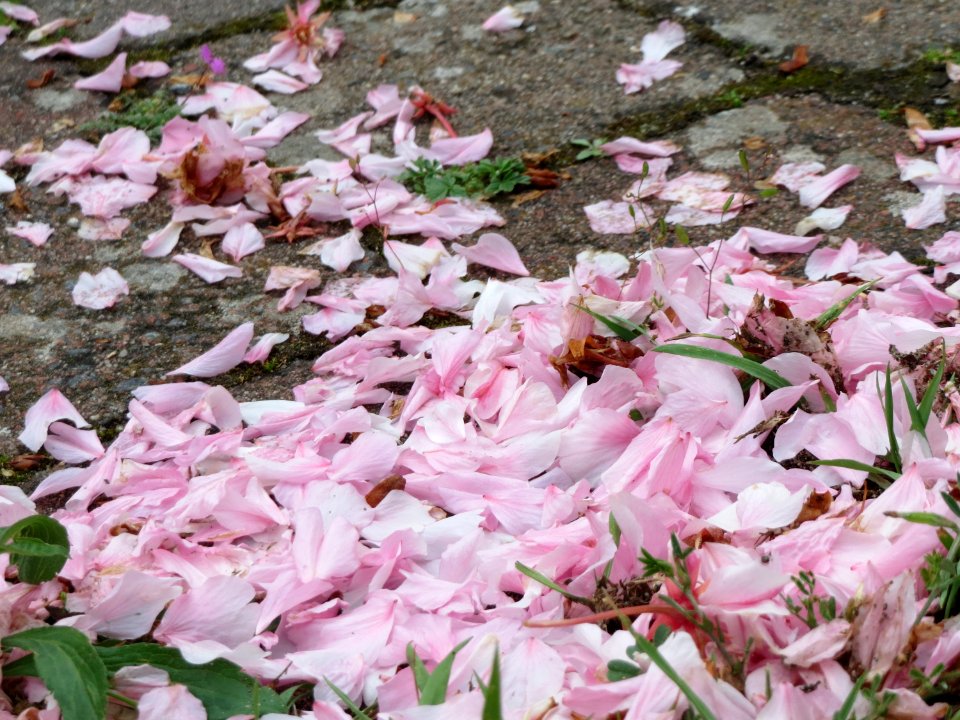 20150427Prunus_serrulata4