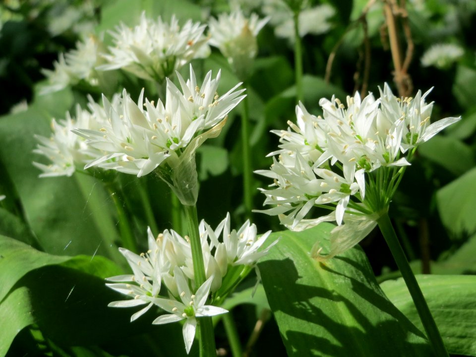 20150424Allium_ursinum1
