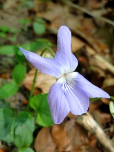 20150424Viola_riviniana1