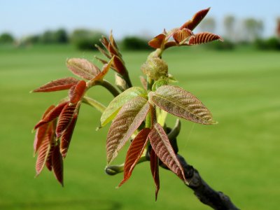 20150423Juglans_regia2