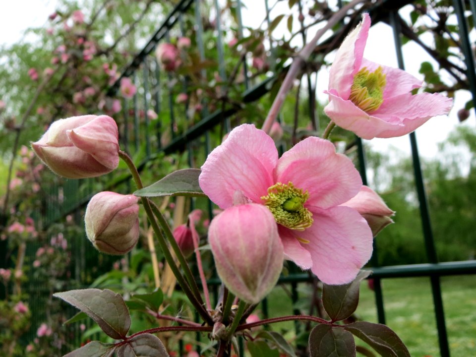 20150425Clematis_montana1
