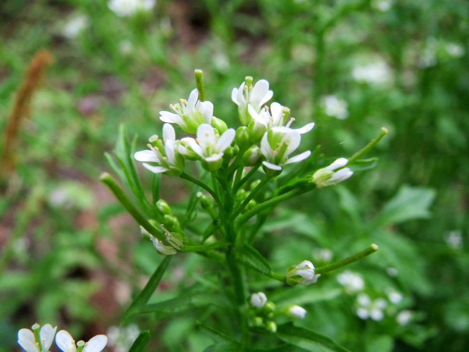 20150426Cardamine_flexuosa1
