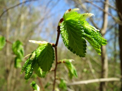 20150424Ulmus_minor3