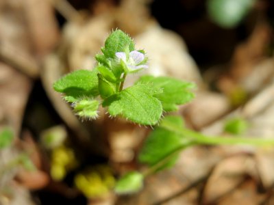 20150424Veronica_hederifolia2