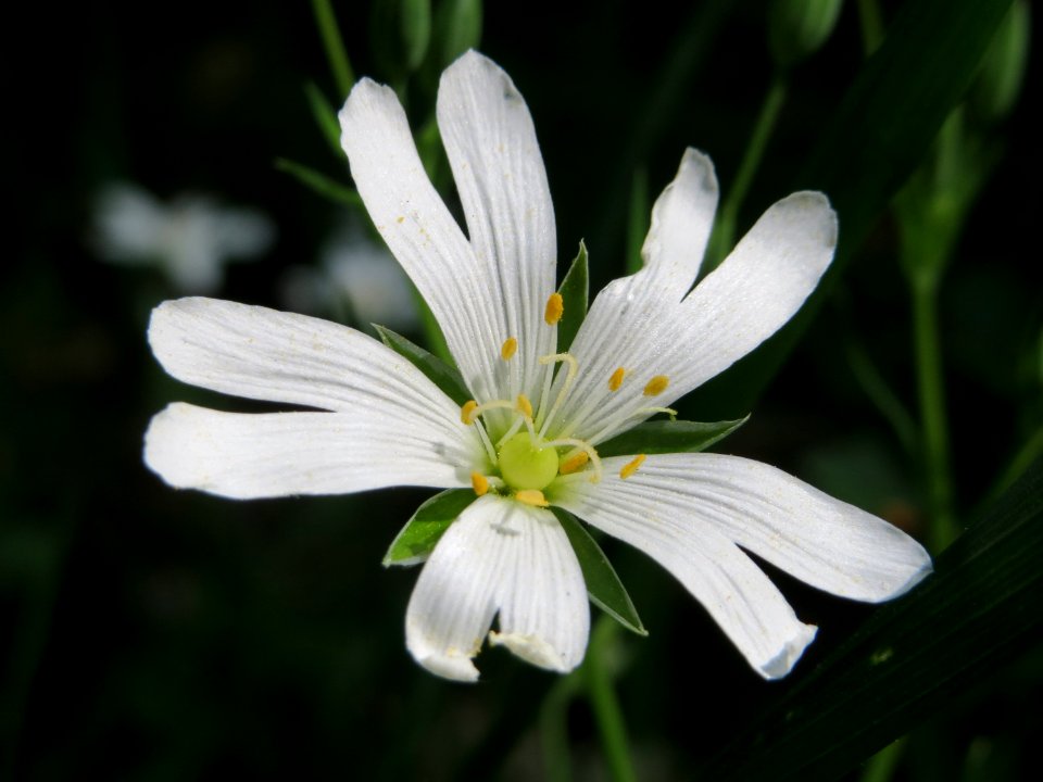 20150424Stellaria_holostea7