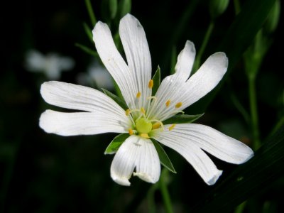 20150424Stellaria_holostea7