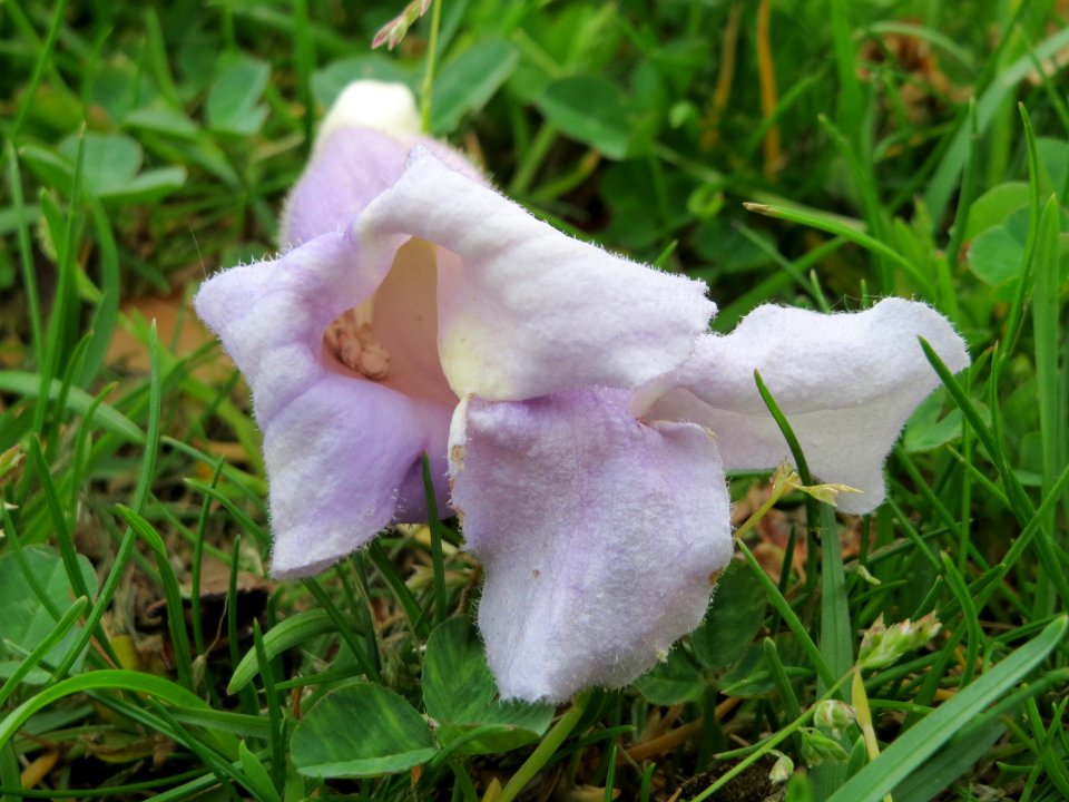 20150427Paulownia_tomentosa1